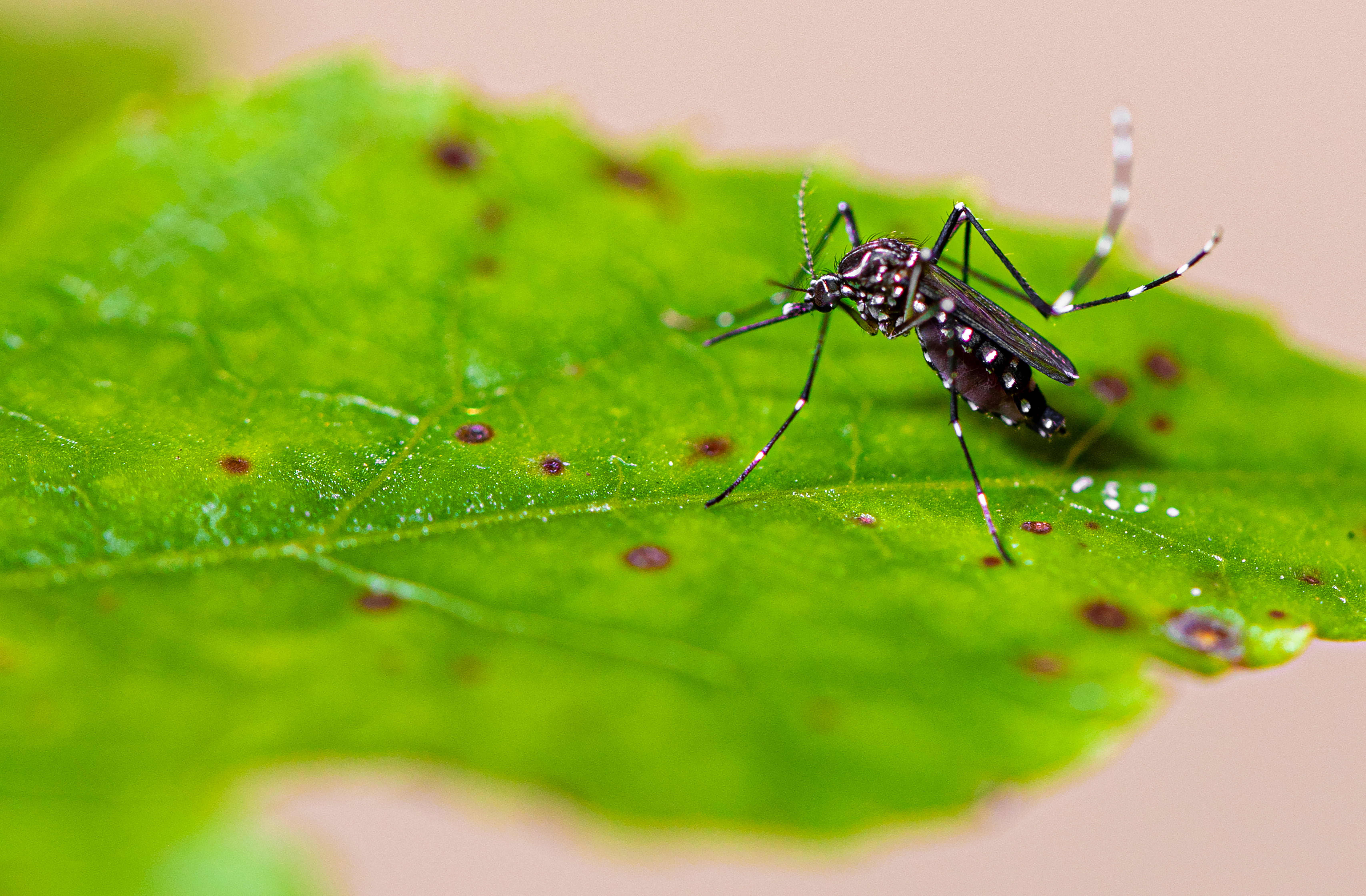 O que é dengue, como ocorre a transmissão e por que prevenir?