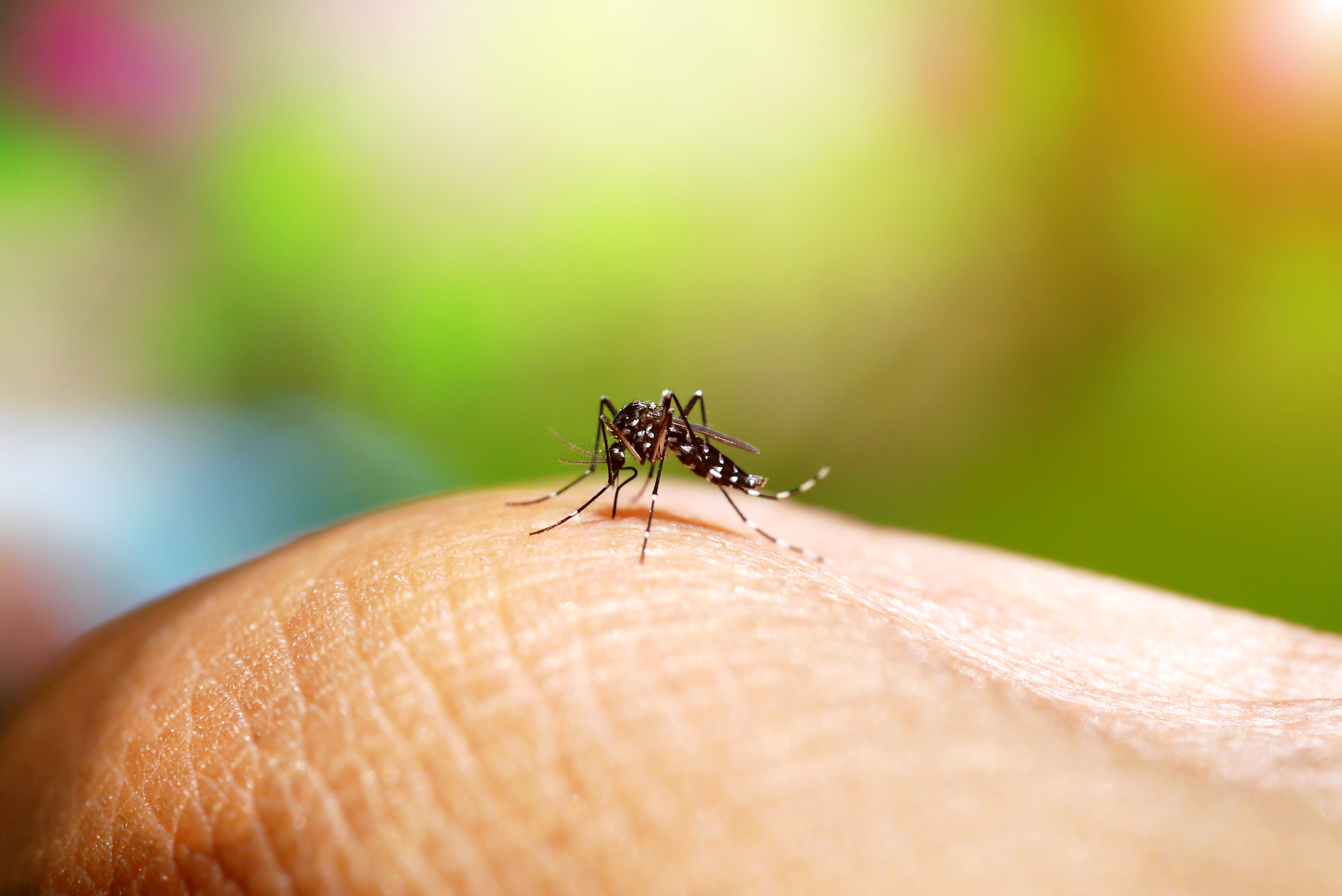  Como ocorre a transmissão da dengue?