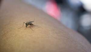 Dengue dá diarreia