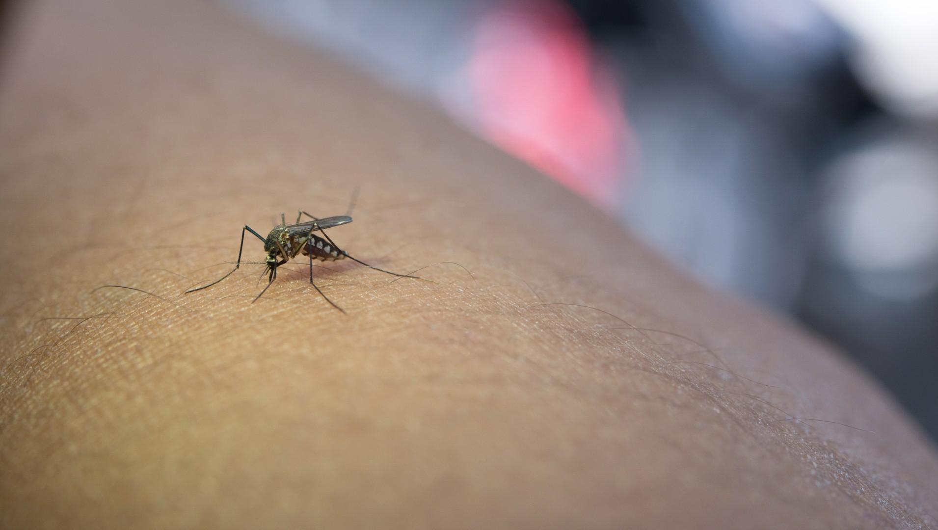 Dengue dá diarreia